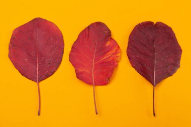 Sarı arka planda üç kırmızı sonbahar yaprağı sıralanmış, konsept, düz yatış