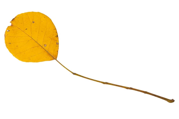 Желтый Осенний Лист Длинным Стеблем Белом Фоне Изолировать — стоковое фото