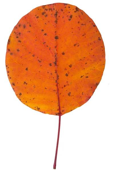 Оранжевый Осенний Лист Круглая Форма Вертикальная Белом Фоне Изолировать — стоковое фото