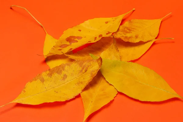 Várias Folhas Amarelas Oblongas Encontram Grupo Fundo Laranja Conceito Outono — Fotografia de Stock
