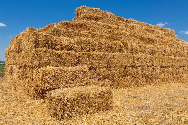 Balar Gul Halm Som Lagts Stapel Liknande Pyramid Jordbruksmark Skörd — Stockfoto