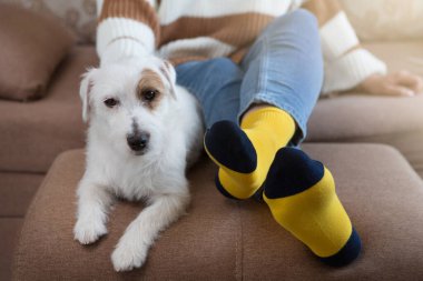 Sarı çoraplı kadın bacakları ve beyaz Jack Russell köpeği yan yana uzanıyor, ev konforu.