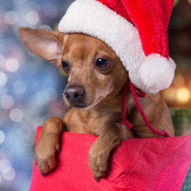 Bir hediye kutusunda kahverengi bir köpek, bir Noel ağacının arka planına karşı, Noel konsepti