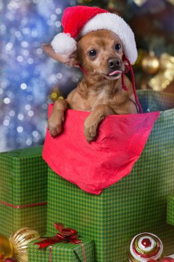 Bir hediye kutusunda kahverengi bir köpek, dilini uzatıyor, bir Noel ağacının arka planında, konsept...