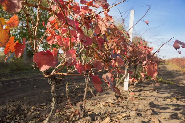 Vineyard Autumn Red Leaves Grapes Evening Sunlight General Plan Shooting — Stock Photo, Image