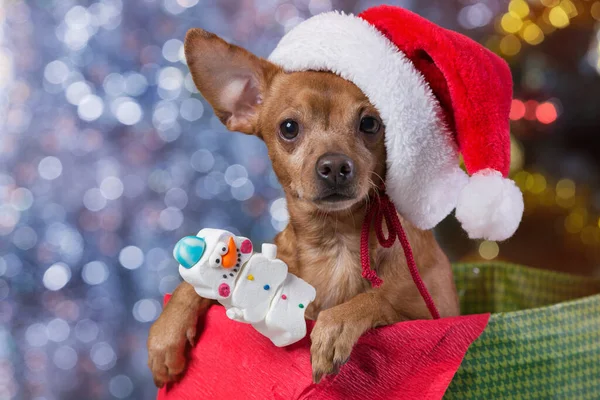 a small dog in a gift box with a marshmallow in the shape of a snowman, against a Christmas tree, the concept of a new year