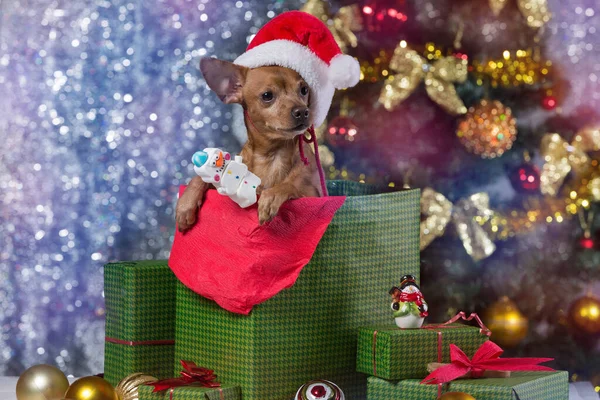 brown dog in a gift box, with a Santa Claus cap, on a Christmas tree background, concept