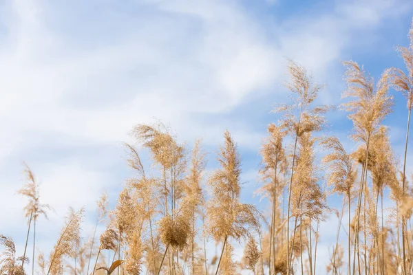 A gentle gentle cloud on the blue sky and yellow reeds, a natural background