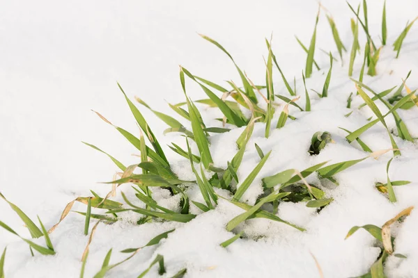 Germogli Verdi Grano Invernale Sotto Neve Primo Piano Concetto — Foto Stock