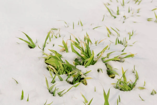 Germogli Grano Verde Sbirciare Fuori Sotto Neve Macrofotografia Concetto — Foto Stock