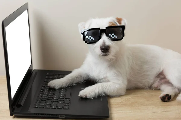 White Small Dog Front Laptop Wearing Pixel Glasses Remote Work — Foto de Stock