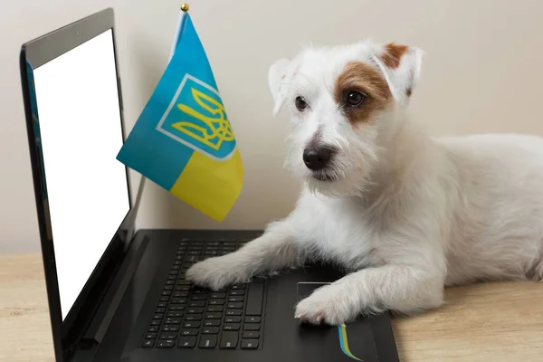 Cute white puppy with a laptop and the flag of Ukraine, the concept of distance learning or remote work at home.