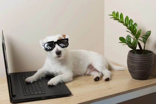 A white dog in pixel glasses, lies in front of a laptop, like an IT specialist, does work remotely, the concept