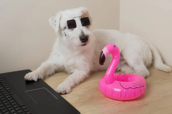 White Jack Russell Puppy Lies Front Laptop Next Inflatable Flamingo — Foto de Stock