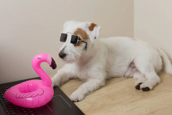 a white puppy lies in front of a laptop, next to an inflatable flamingo, as if booking a hotel, vacation and travel concept