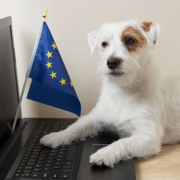 Cute white puppy with laptop and european union flag, concept of distance learning or remote work from home.