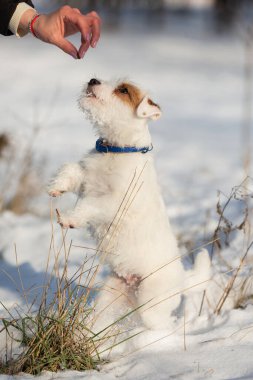 small white dog with a brown spot, jack russell, training in winter, in the snow