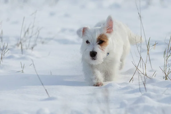 Small White Dog Brown Spot Runs White Snow Walk — ストック写真