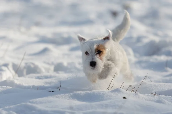 White Small Dog Jack Russell Runs Fast Snow Winter Training — ストック写真