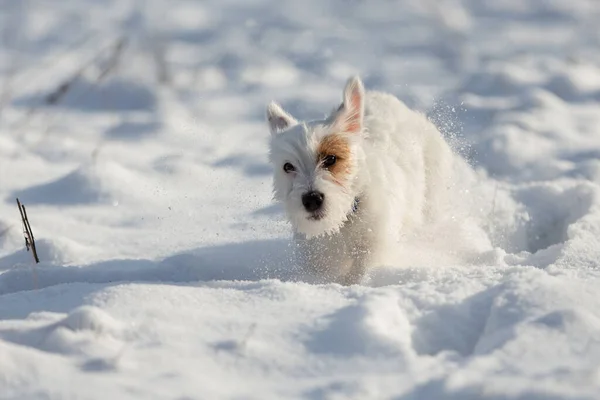 Puppy Jack Russell Runs Fast Snow Winter Training — ストック写真
