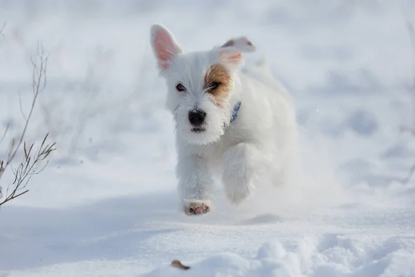 White Puppy Jack Russell Brown Spot Runs White Snow Walk — ストック写真