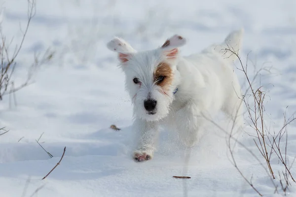 White Puppy Jack Russell Fun Runs Snow Walk Park — ストック写真