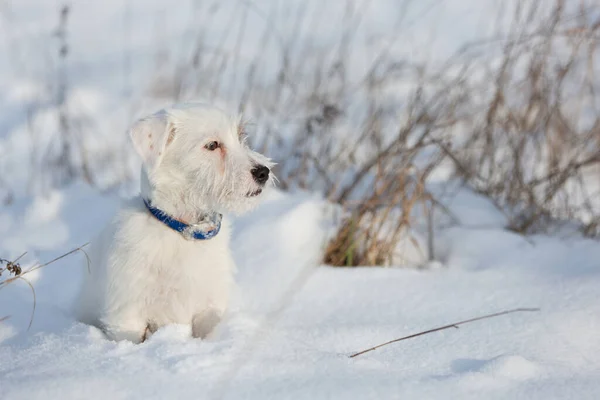 Little White Dog Jack Russell Walking Snow Winter Walk — ストック写真