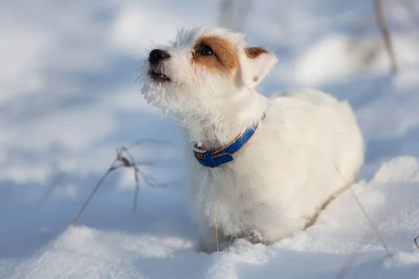 Jack Russell White Puppy Walking Snow Winter Walking Training — ストック写真