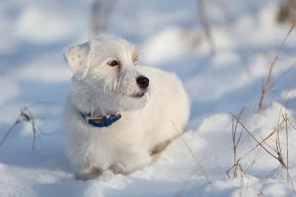 white dog jack russell walking in the snow, winter hunting in the open area