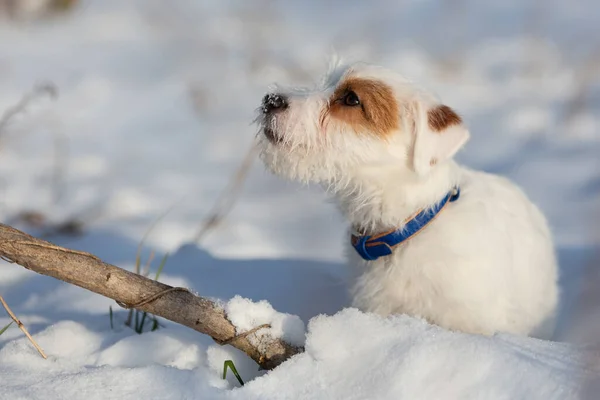 Small White Dog Brown Spot Jack Russell Walks Snow Winter — ストック写真