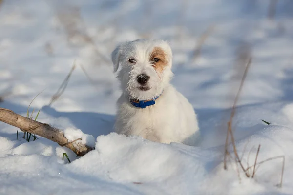 small white dog with a brown spot on the face, walking in the snow, winter