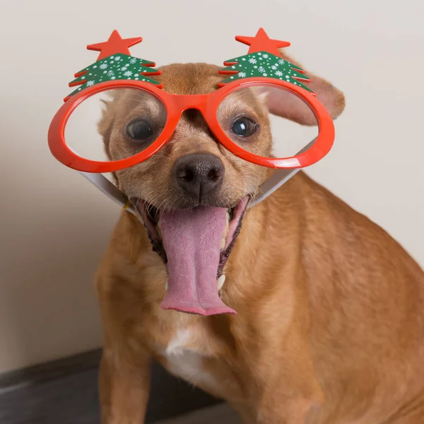 Funny Portrait Small Dog Decorative Christmas Glasses Concept Close — Foto Stock