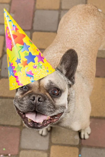 Holiday Concept Funny French Bulldog Yellow Cone His Head Birthday — Stock Photo, Image