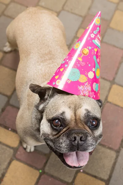 Funny Dog French Bulldog Pink Hat Cone Holiday Day Concept — Stockfoto