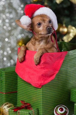 brown dog in a gift box against the backdrop of a festive Christmas tree, concept
