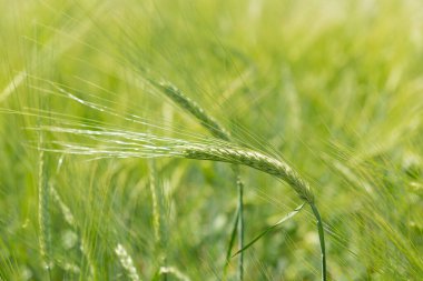 ear of young green wheat close-up, on the background of a wheat field, concept, agriculture