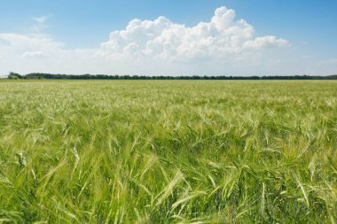 field of young green wheat and blue sky with cloud, farmland