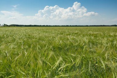 field of young green wheat and blue sky with a big white cloud, agriculture, landscape