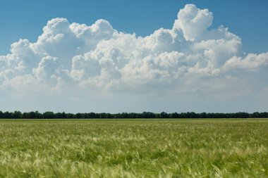farmland with young green wheat and blue sky with a big white cloud, landscape