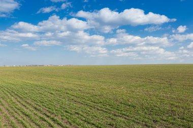 agricultural land of young wheat and blue sky with clouds, the overall plan