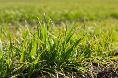 green sprouts of young winter wheat in spring, macro photography