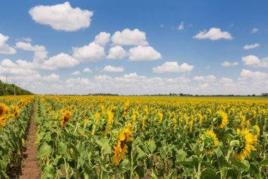 field of blooming sunflower and blue sky with white clouds, agricultural landscape