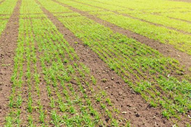 field of young wheat, small sprouts in rows, landscape, agriculture