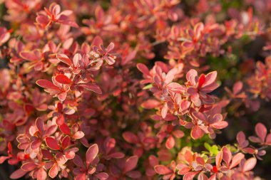 barberry branches with red leaves close up, landscape design, gardening