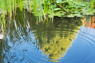 pond with blue water and green plants, in the water a reflection of a green tree, a landscape design concept