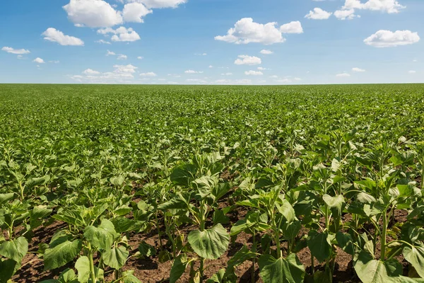 field of young green sunflower and blue sky with clouds, agriculture