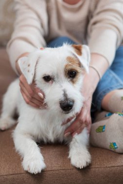 Woman's hands holding a sad white Jack Russell dog, fear and stress relief, selective focus.