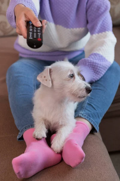 Woman and dog Jack Russell at home, watching TV, rest and relaxation, concept, selective focus