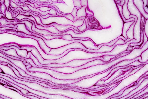 赤キャベツの食感 波状の紫白線 クローズアップ撮影 — ストック写真