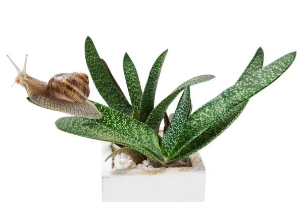 Gran Caracol Uva Sienta Sobre Una Hoja Aloe Sobre Fondo — Foto de Stock
